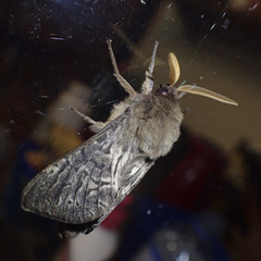 Oxycanus antipoda
