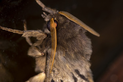 Oxycanus antipoda
