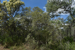 Acacia leptostachya
