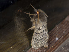 Oxycanus antipoda