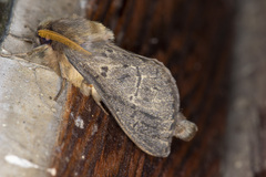 Oxycanus antipoda
