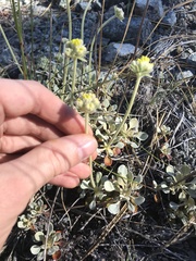 Eriogonum ternatum