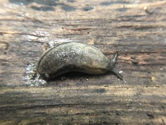 Arion circumscriptus