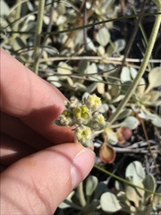 Eriogonum ternatum