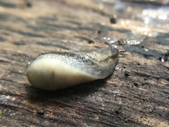 Arion circumscriptus