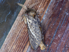 Oxycanus antipoda