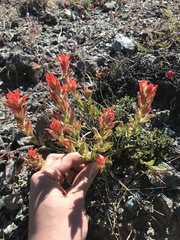Castilleja brevilobata