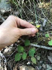 Vancouveria chrysantha