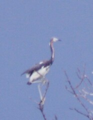 Egretta tricolor