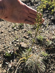 Toxicoscordion fontanum