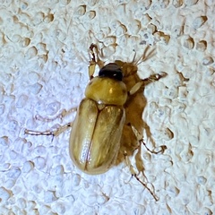 Cyclocephala pasadenae