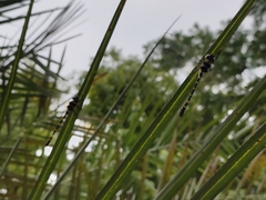 Macromia flavicincta