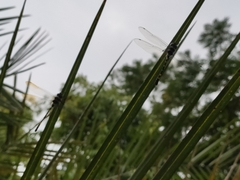 Macromia flavicincta