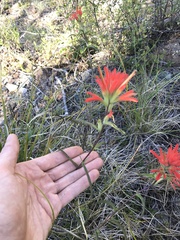 Castilleja pruinosa