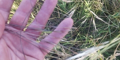 Hesperostipa spartea