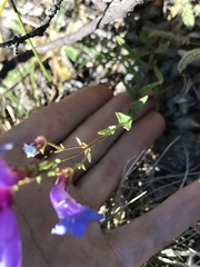 Penstemon parvulus