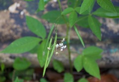 Cleome rutidosperma image