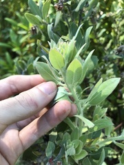 Arctostaphylos nortensis