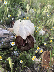 Iris iberica elegantissima