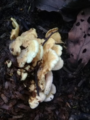 Pleurotus citrinopileatus