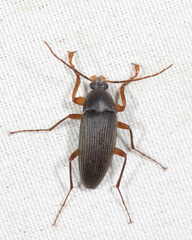 Androchirus erythropus