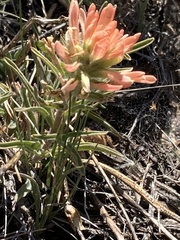 Castilleja angustifolia
