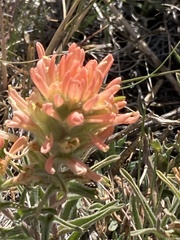 Castilleja angustifolia
