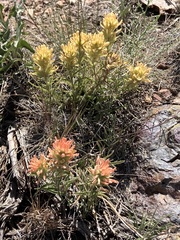 Castilleja angustifolia