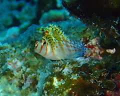 Cirrhitichthys falco