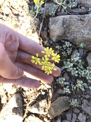 Eriogonum ternatum