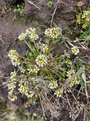 Cochlearia groenlandica