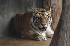 Panthera tigris altaica