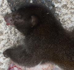 Pseudochirulus herbertensis