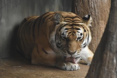 Panthera tigris altaica