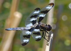 Libellula pulchella