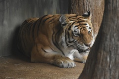 Panthera tigris altaica