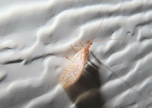 Micromus posticus photo 3