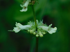 Penstemon confertus