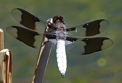 Plathemis lydia