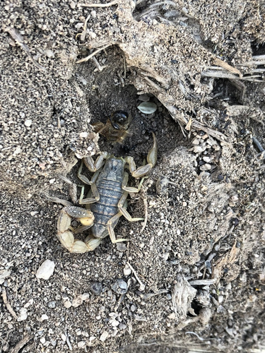 Mesobuthus eupeus