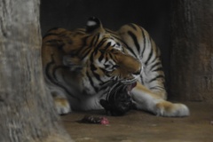 Panthera tigris altaica