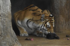 Panthera tigris altaica