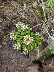 Cochlearia groenlandica