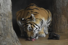 Panthera tigris altaica