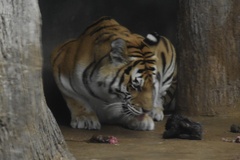 Panthera tigris altaica