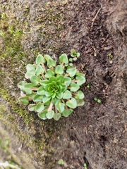 Cochlearia groenlandica