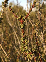 Ceanothus ophiochilus