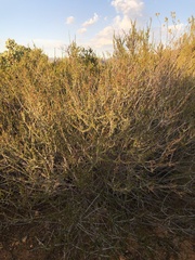 Ceanothus ophiochilus