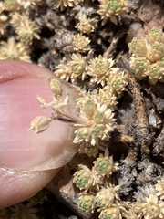 Cusickiella quadricostata