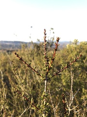 Ceanothus ophiochilus